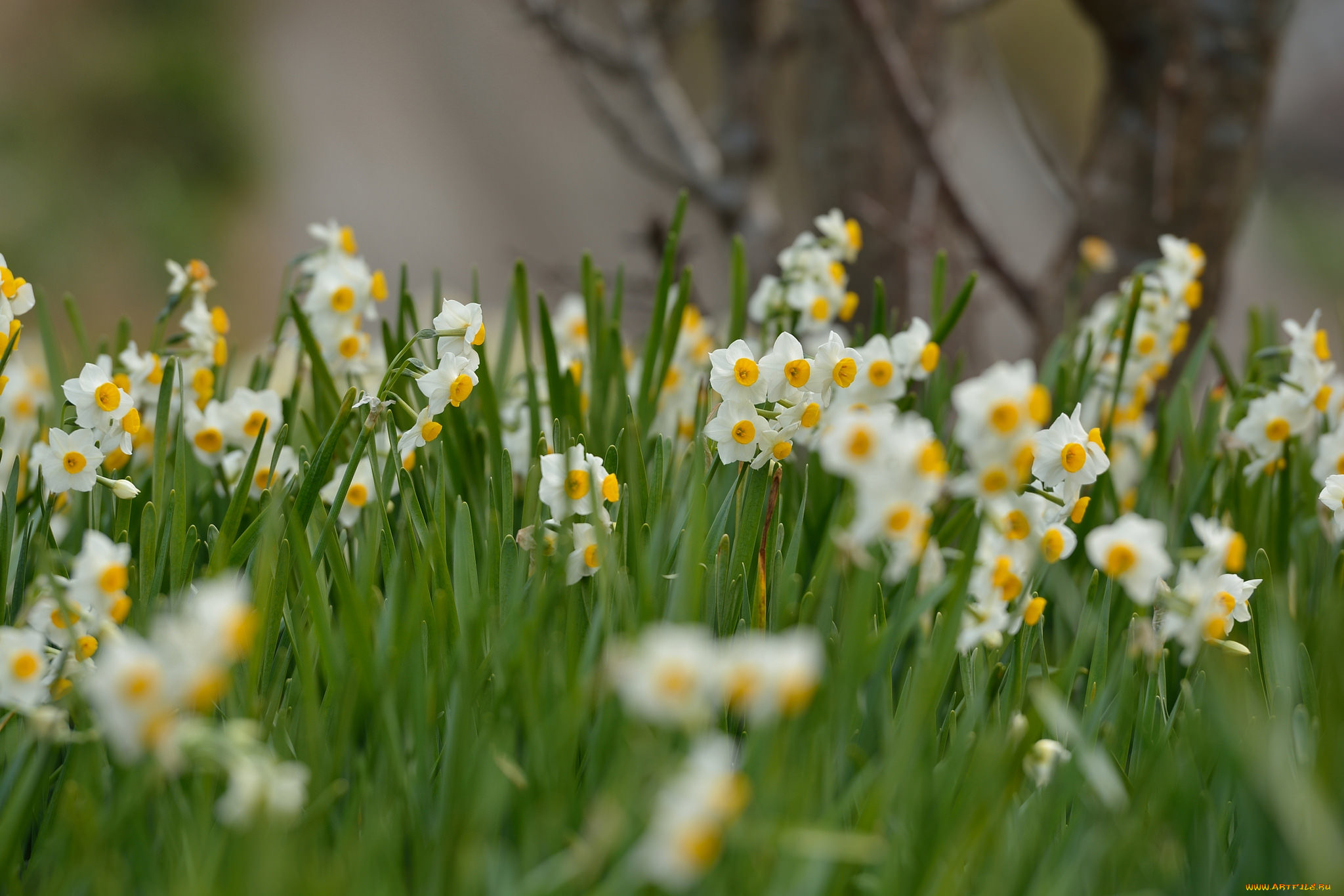 , , , daffodils, meadow, flowers, spring, , , flowering